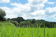 夏