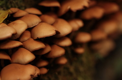某傘の生物