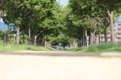 並木道