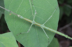 擬態する虫