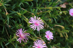 野花