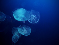 jellyfish