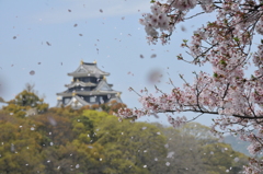 春吹雪