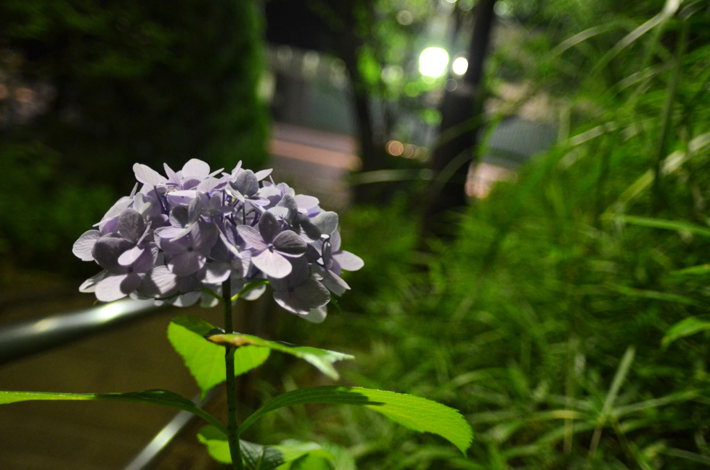 帰り道の紫陽花