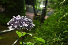 帰り道の紫陽花