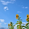 空と向日葵と・・・