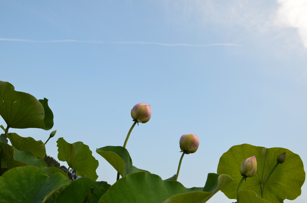 空と雲と蓮