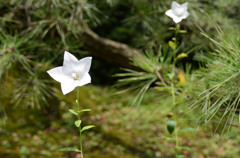 等々力渓谷の花達