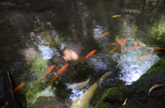 池の魚たち