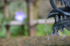 花と水