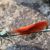 カワトンボ
