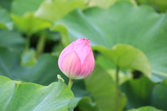蓮