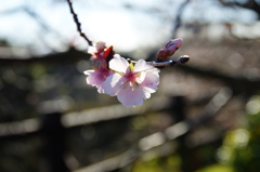 桜②