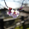 桜②