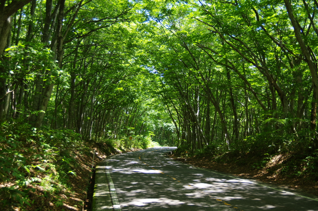 大山周回道路　ブナのトンネル