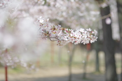 日岡山　さくら