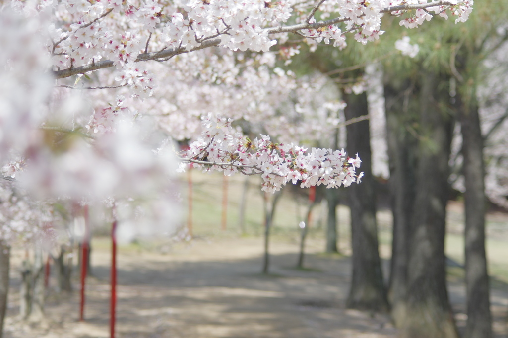 日岡山　さくら