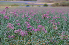 らっきょうの花