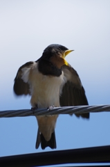 ツバメ　幼鳥