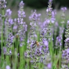 ラベンダーの蜜ってどんな味