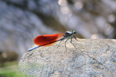 カワトンボ