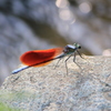 カワトンボ