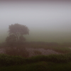 霧の吾妻山