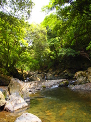 木漏れ日の川