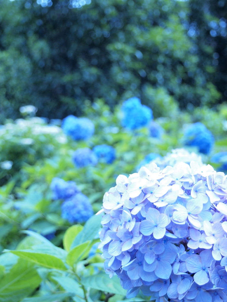 蒼の紫陽花