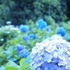 蒼の紫陽花