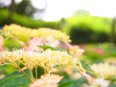 山紫陽花日和