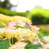 山紫陽花日和