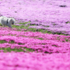 お花畑だ、ワン♪