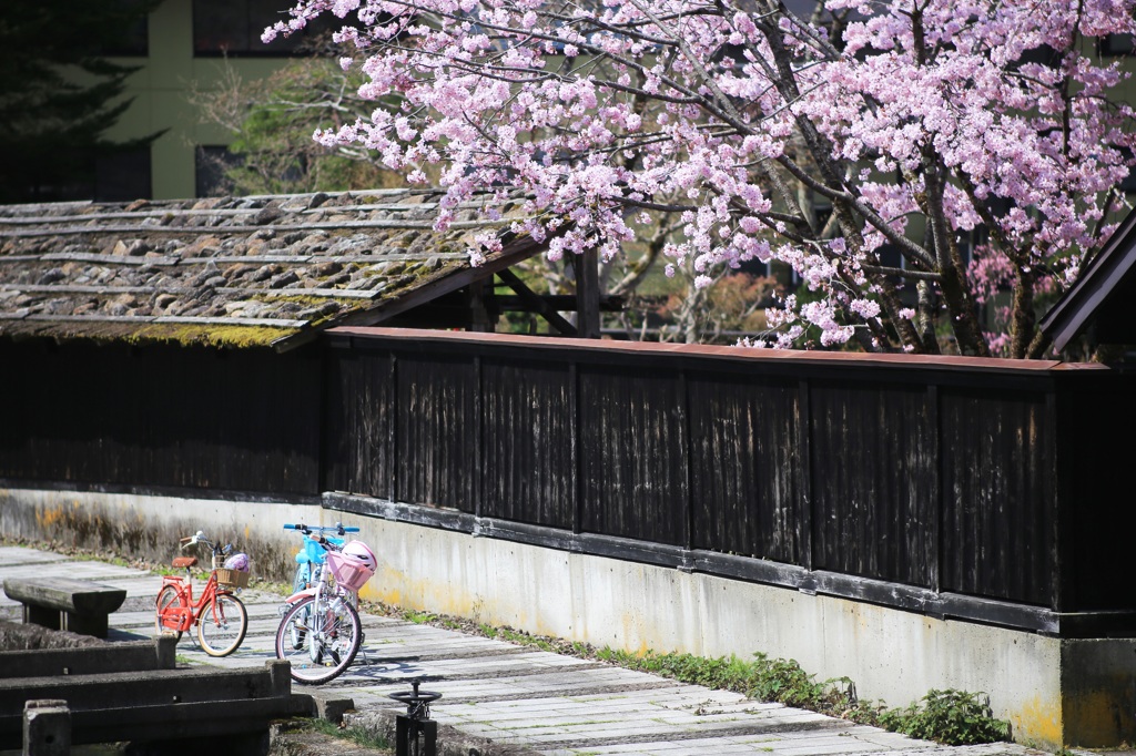 ぼたん桜と自転車と♪