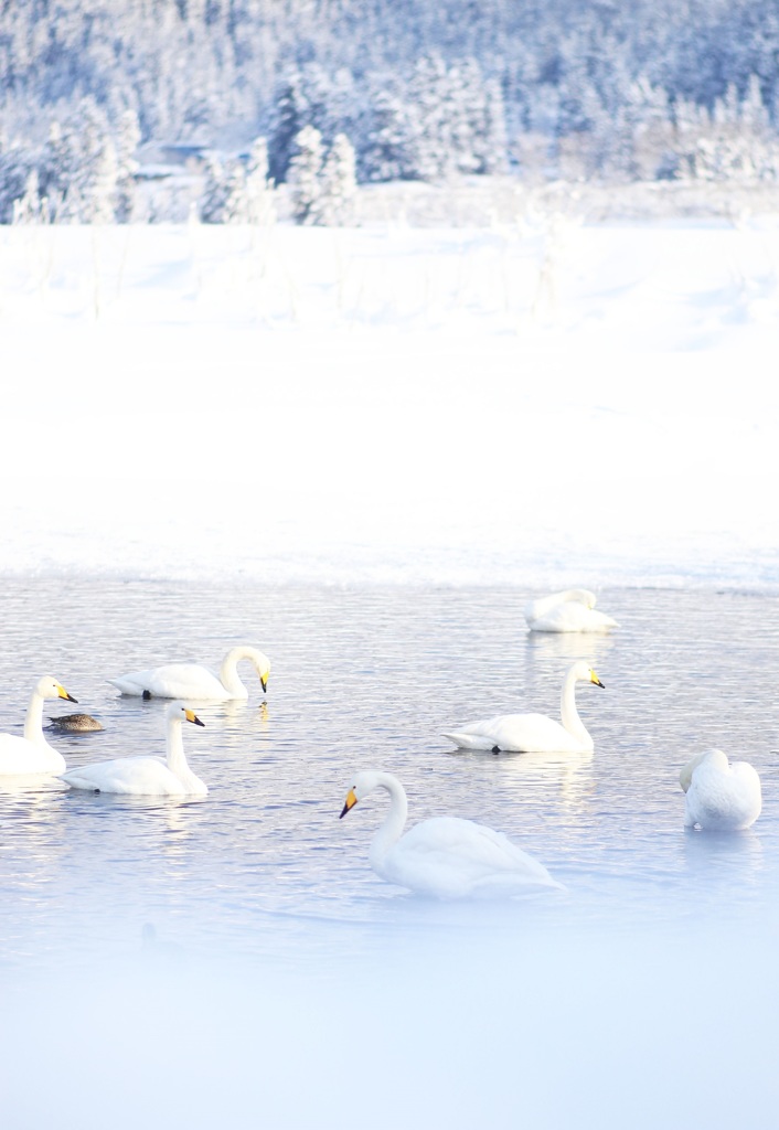 氷の中の白鳥たち