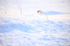 雪原にひとり