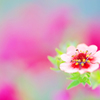 いちご花