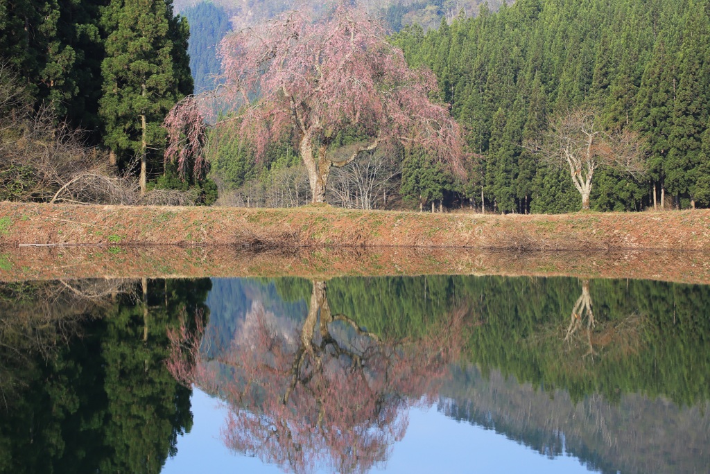 田屋の一本桜