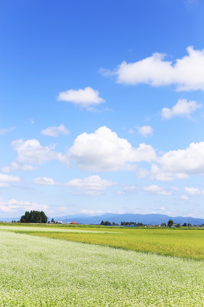 青空と蕎麦畑