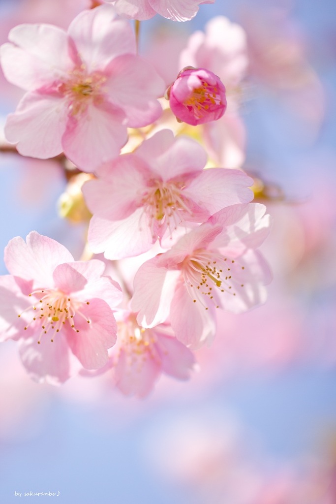 ふわふわ夢桜♪