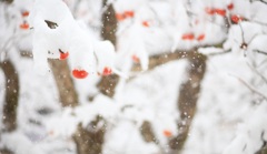 柿の大雪ぼうし