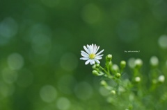 朝露と小さな花