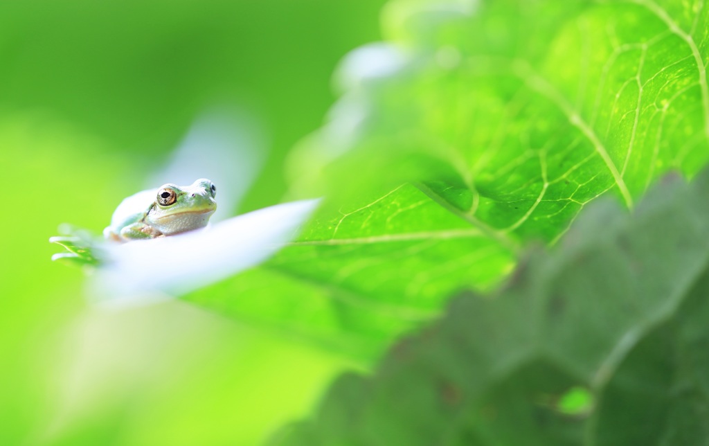 みどりに想うケロ♪