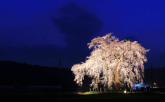 おしら様の枝垂れ桜　2016