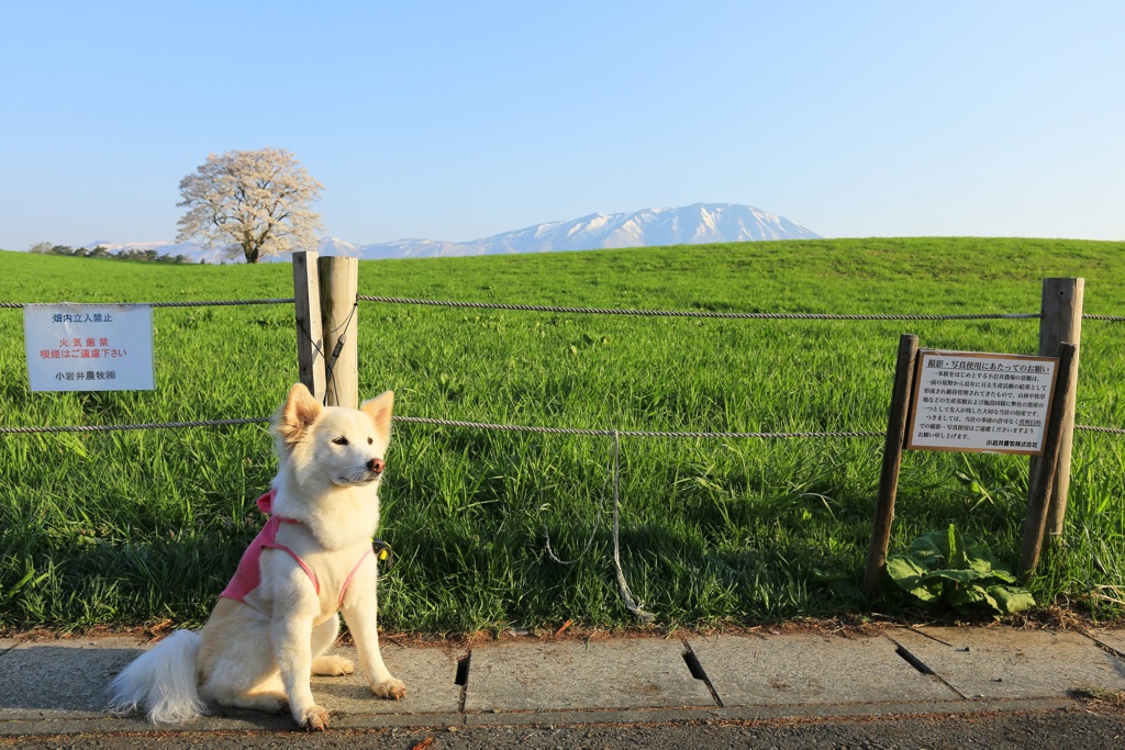 菜々子と一本桜