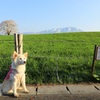 菜々子と一本桜