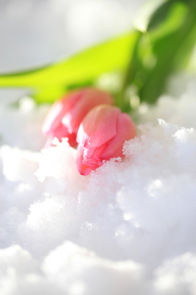 綿雪のベッドで♪