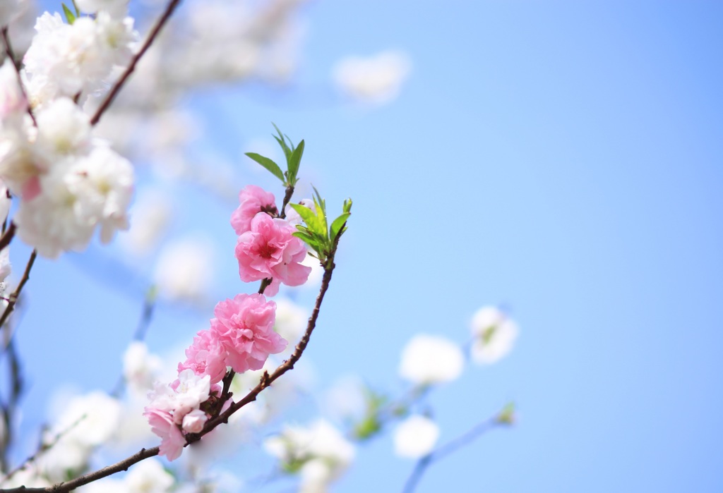空に花桃