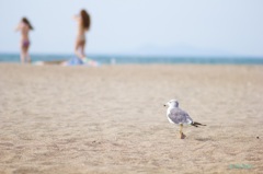 僕も海に連れて行って♪