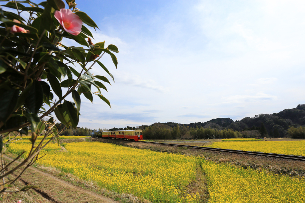 菜の花いっぱい夢いっぱい♪